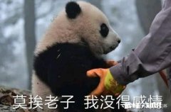 作为一个粉丝，我什么都没说反而被骂，我应该怎么做