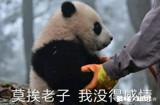 作为一个粉丝，我什么都没说反而被骂，我应该怎么做