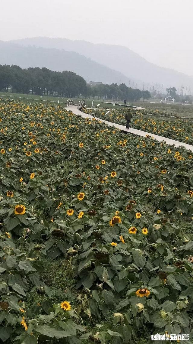 送睡眠不好的朋友什么礼物比较好