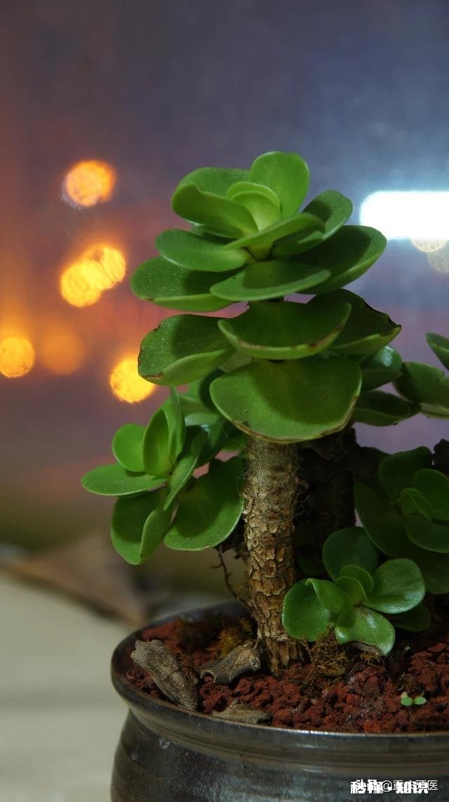 长焦相机如何拍出主题清晰背景虚幻的照片