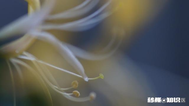 长焦相机如何拍出主题清晰背景虚幻的照片