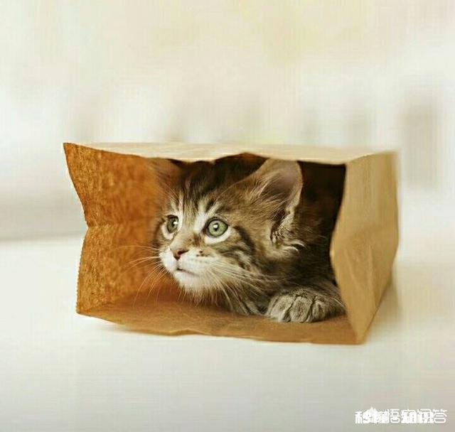 小米9跟联想z5 pro gt之间，该怎么选择