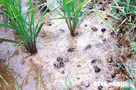 原产于国外的福寿螺，曾与小龙虾齐名，养殖不愁销路，为何走下神坛