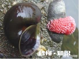 原产于国外的福寿螺，曾与小龙虾齐名，养殖不愁销路，为何走下神坛