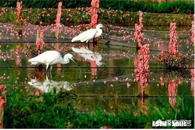 原产于国外的福寿螺，曾与小龙虾齐名，养殖不愁销路，为何走下神坛