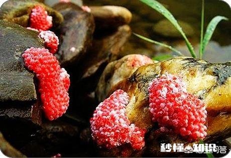 原产于国外的福寿螺，曾与小龙虾齐名，养殖不愁销路，为何走下神坛