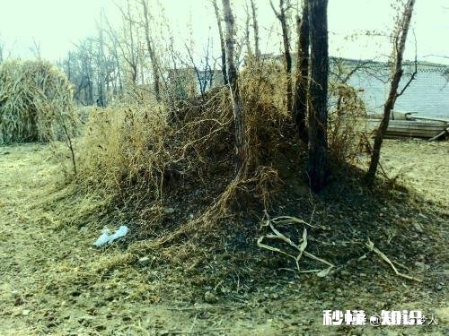 按照疫情的发展，今年清明节还能祭拜祖先吗