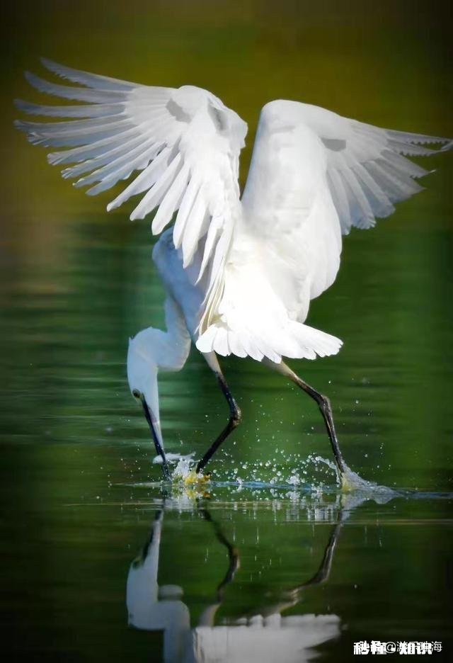 我老师照的漂亮的白鹭，两种后期风格哪种更好愿闻您的高见