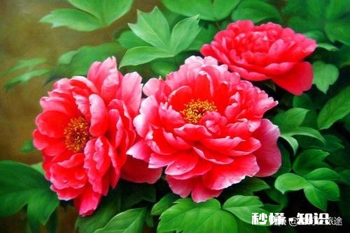 菏泽的牡丹花天下闻名,为何花城是广州市而不是菏泽市呢