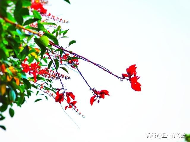 菏泽的牡丹花天下闻名,为何花城是广州市而不是菏泽市呢