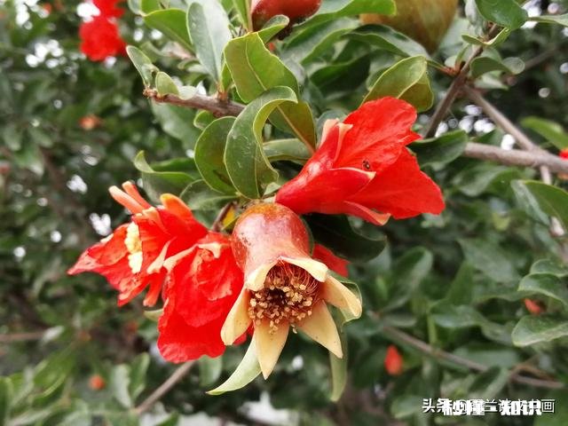 端午节的现代诗句