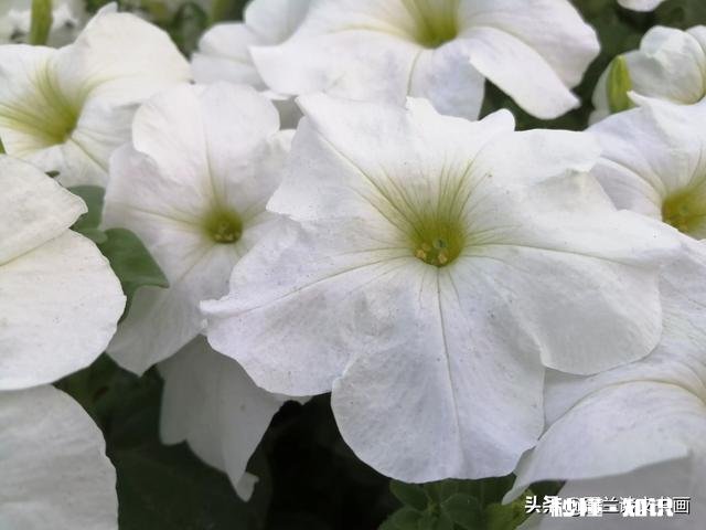 端午节的现代诗句