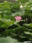 端午节的现代诗句