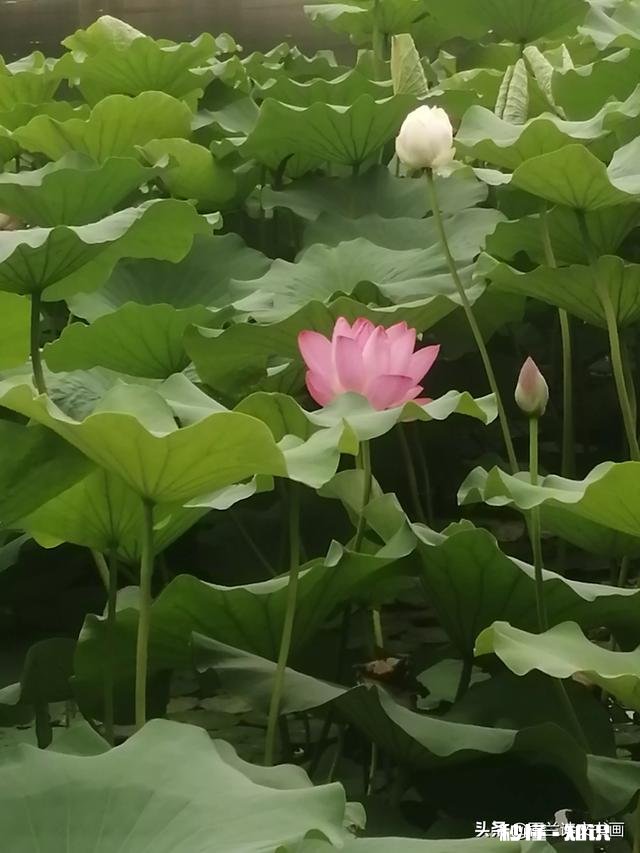 端午节的现代诗句