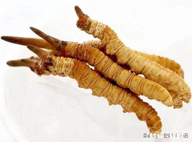 冬虫夏草应该与什么泡酒