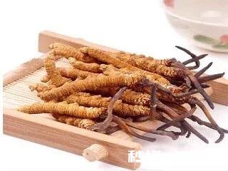 冬虫夏草应该与什么泡酒