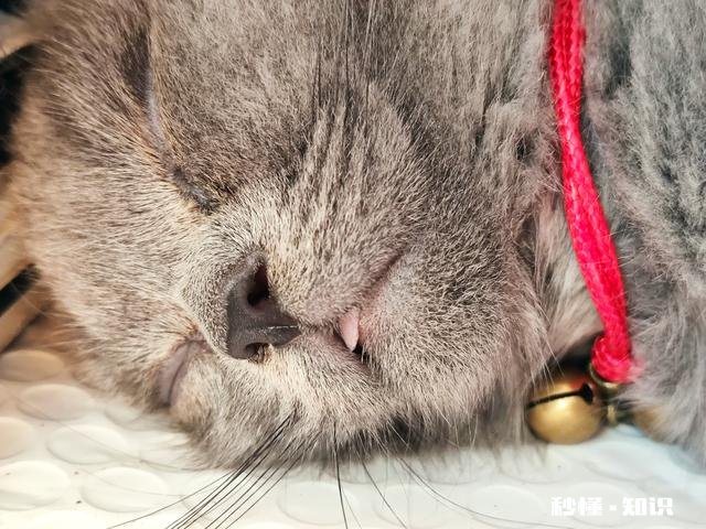 恶霸犬能剃秃了吗