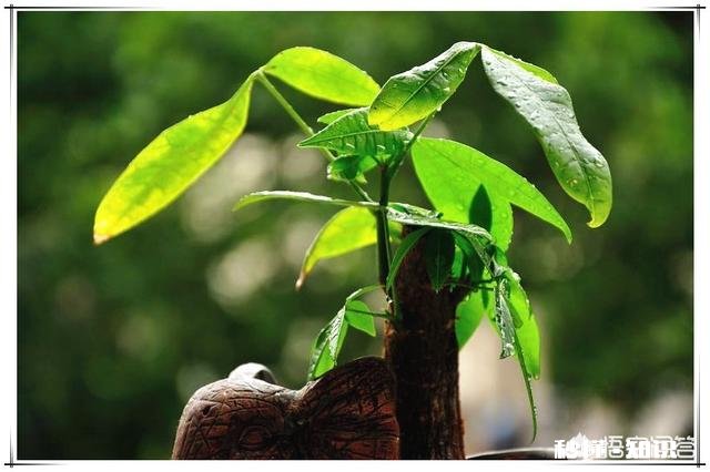 房间里放什么植物最好