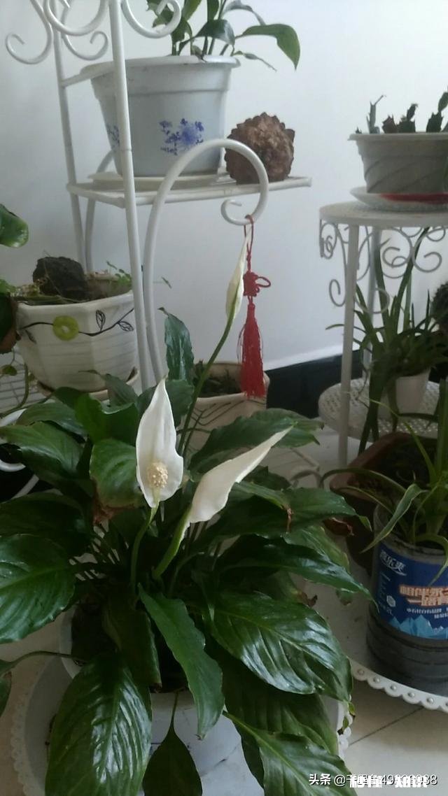 房间里放什么植物最好