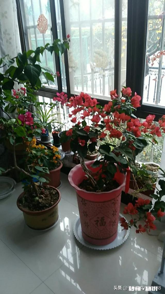 房间里放什么植物最好