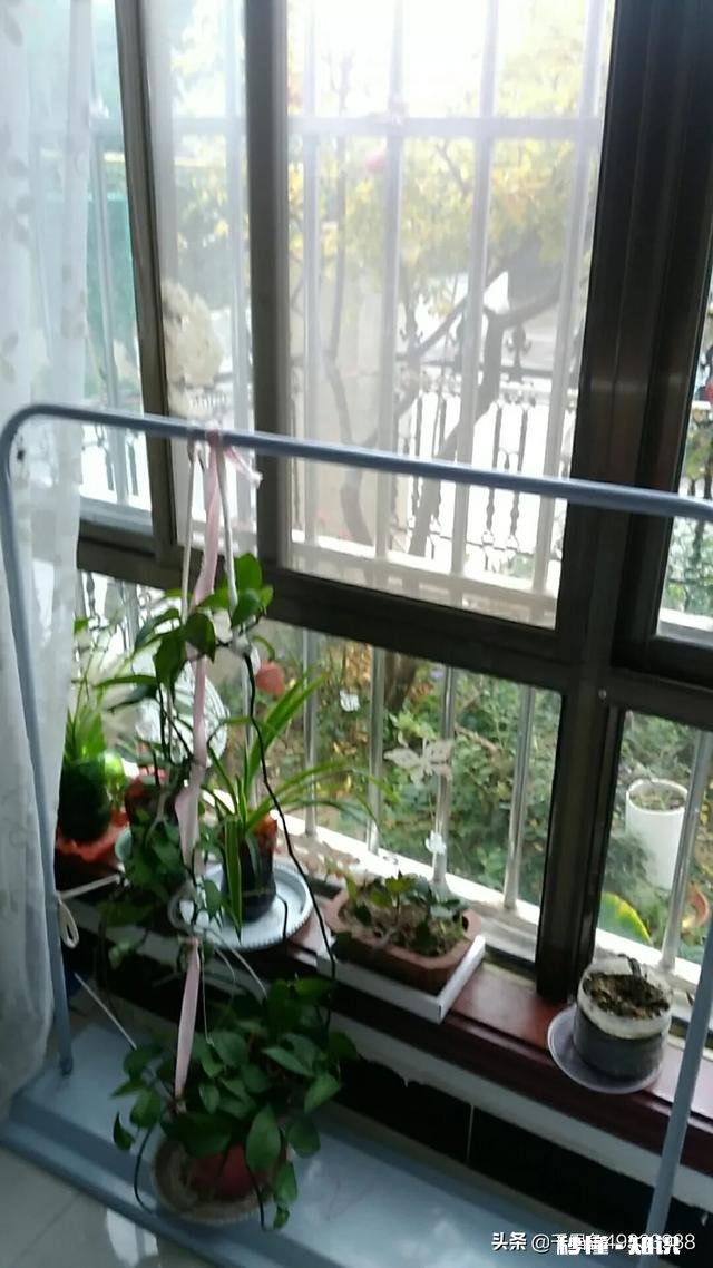 房间里放什么植物最好