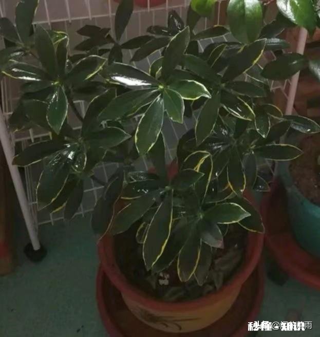 房间里放什么植物最好