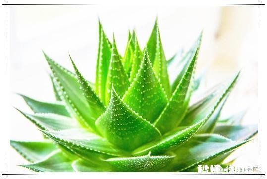 房间里放什么植物最好