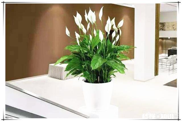 房间里放什么植物最好