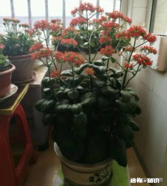 房间里放什么植物最好