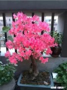 房间里放什么植物最好