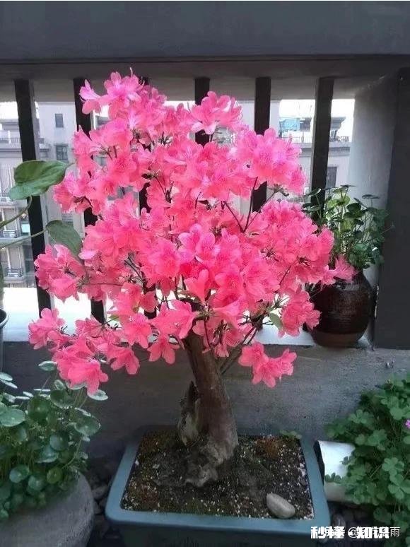 房间里放什么植物最好