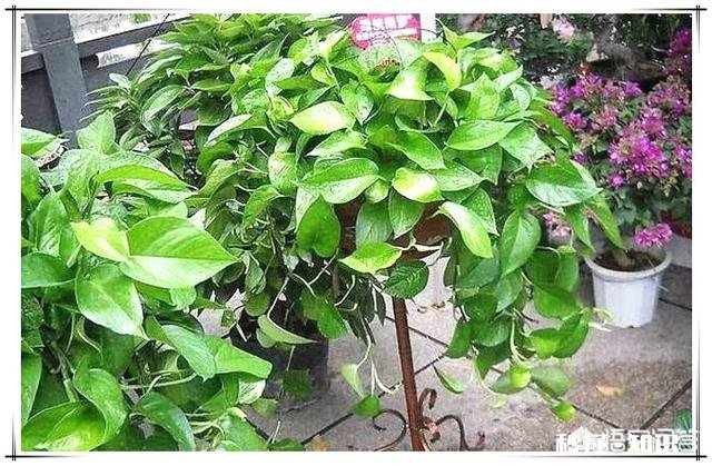 房间里放什么植物最好