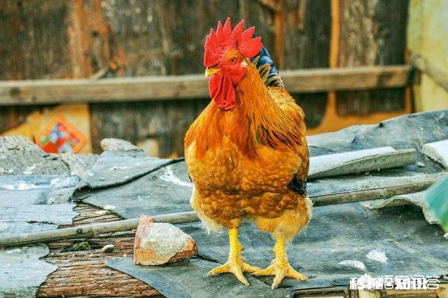 晚上不让公鸡打鸣的方法有哪些