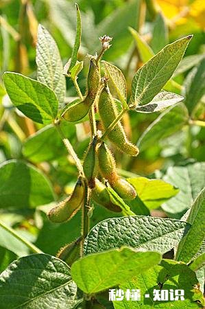 黑龙江大豆收购价格创近5年新高，是什么原因还会继续走高吗