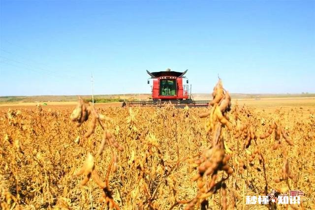 黑龙江大豆收购价格创近5年新高，是什么原因还会继续走高吗