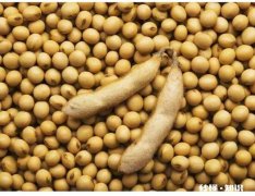 黑龙江大豆收购价格创近5年新高，是什么原因还会继续走高吗