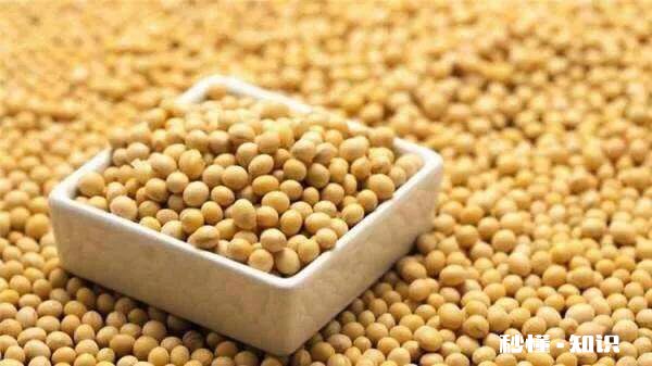 黑龙江大豆收购价格创近5年新高，是什么原因还会继续走高吗