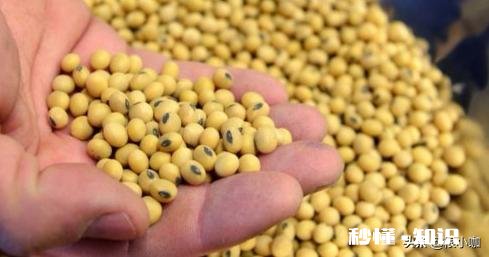 黑龙江大豆收购价格创近5年新高，是什么原因还会继续走高吗