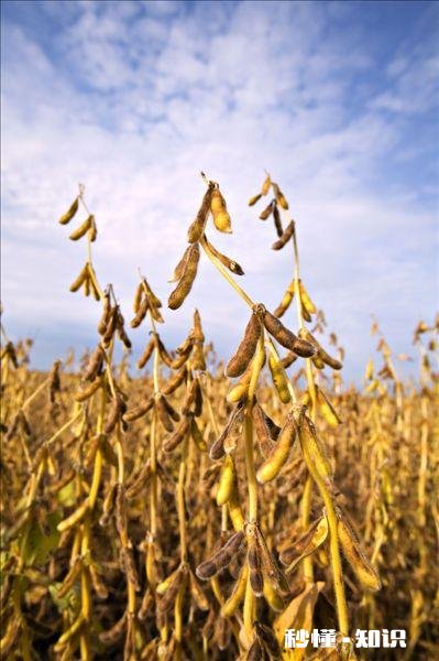 黑龙江大豆收购价格创近5年新高，是什么原因还会继续走高吗