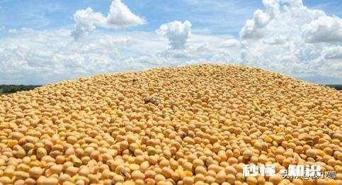 黑龙江大豆收购价格创近5年新高，是什么原因还会继续走高吗