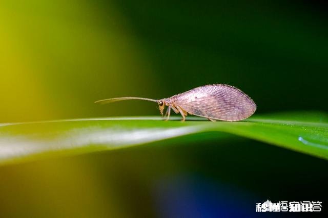 怎样才能拍出赏心悦目的照片
