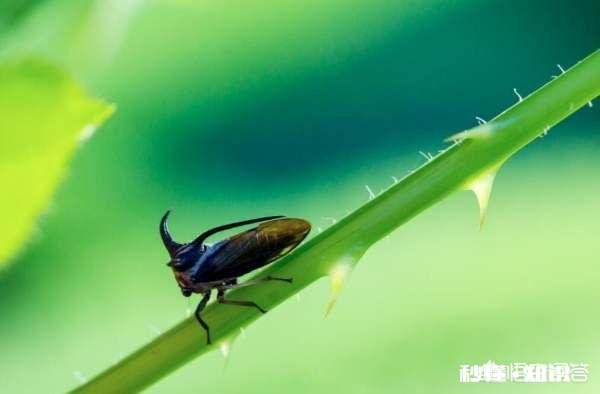 怎样才能拍出赏心悦目的照片