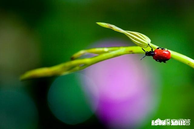 怎样才能拍出赏心悦目的照片