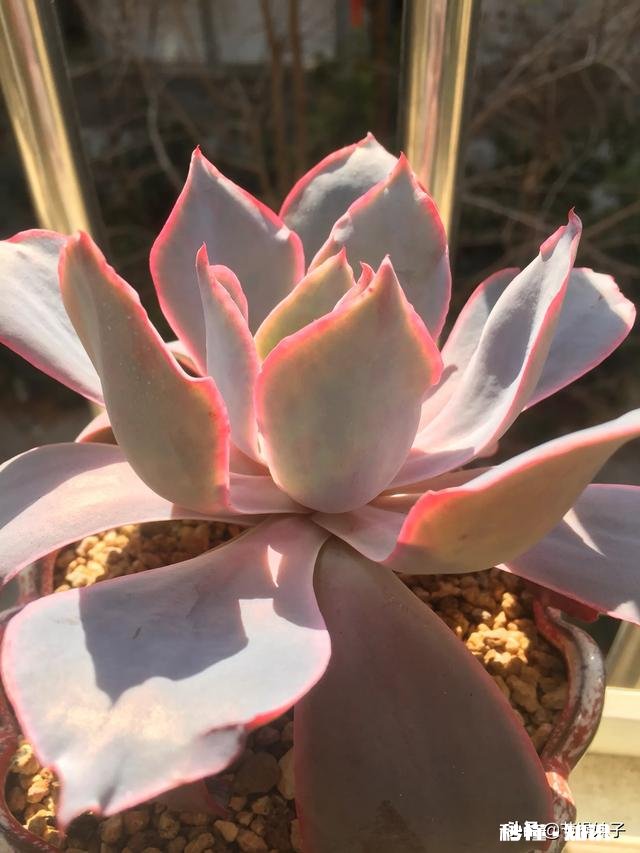 住一楼,冬季没有阳光,用植物补光灯有效果吗