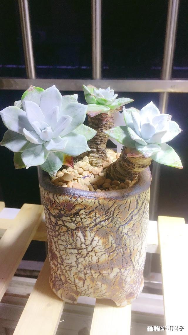 住一楼,冬季没有阳光,用植物补光灯有效果吗