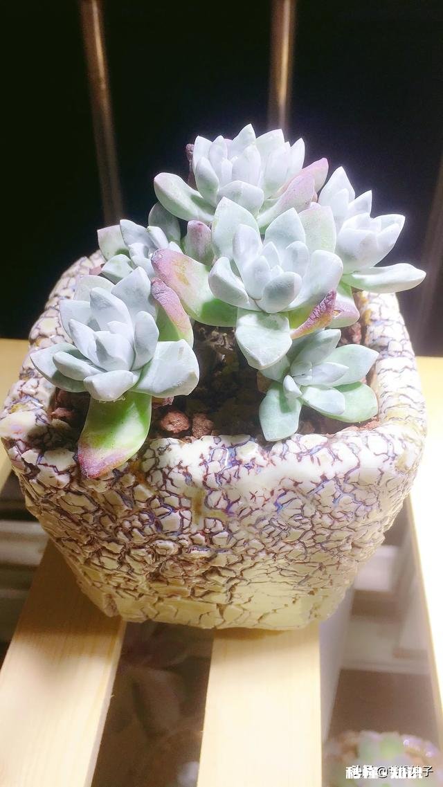 住一楼,冬季没有阳光,用植物补光灯有效果吗