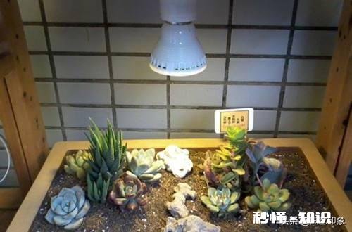 住一楼,冬季没有阳光,用植物补光灯有效果吗