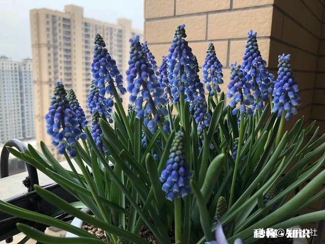 住一楼,冬季没有阳光,用植物补光灯有效果吗