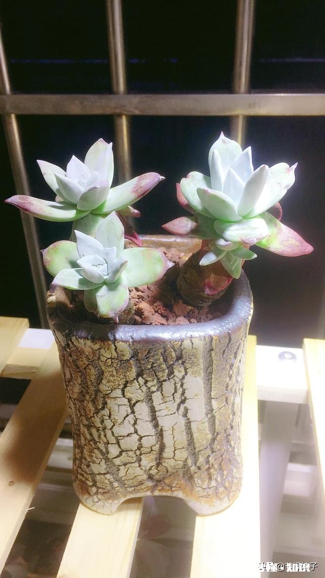 住一楼,冬季没有阳光,用植物补光灯有效果吗