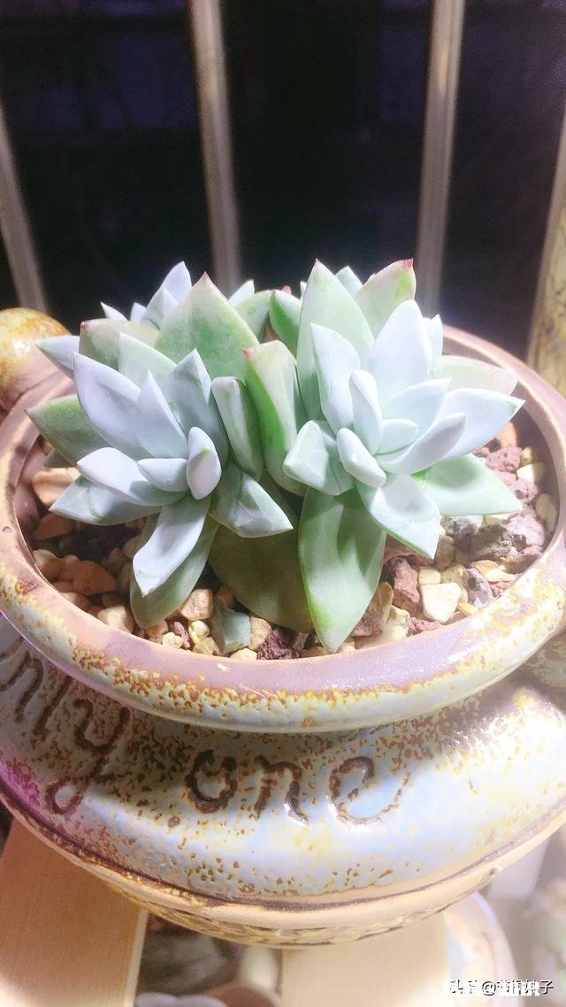 住一楼,冬季没有阳光,用植物补光灯有效果吗